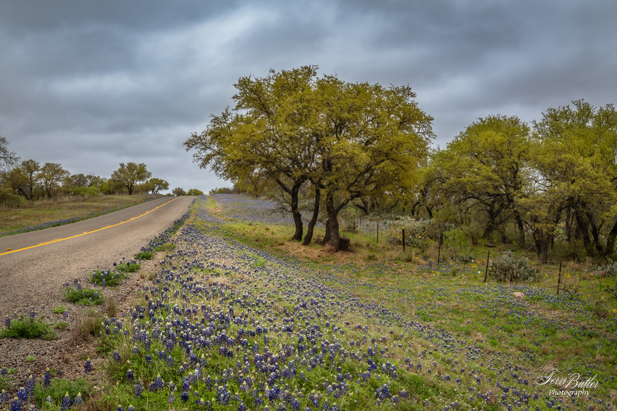 Wildflowers in Mason Texas
