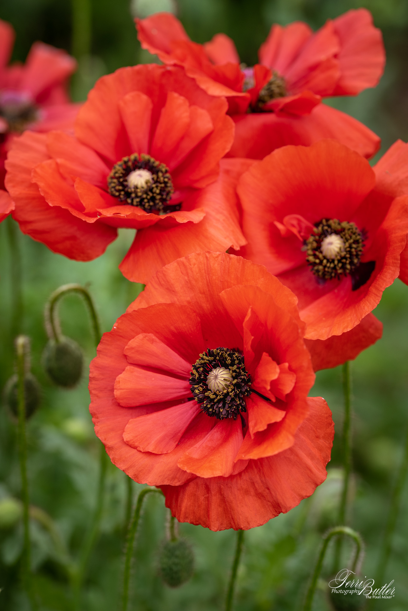 Poppies, Poppies and More Poppies