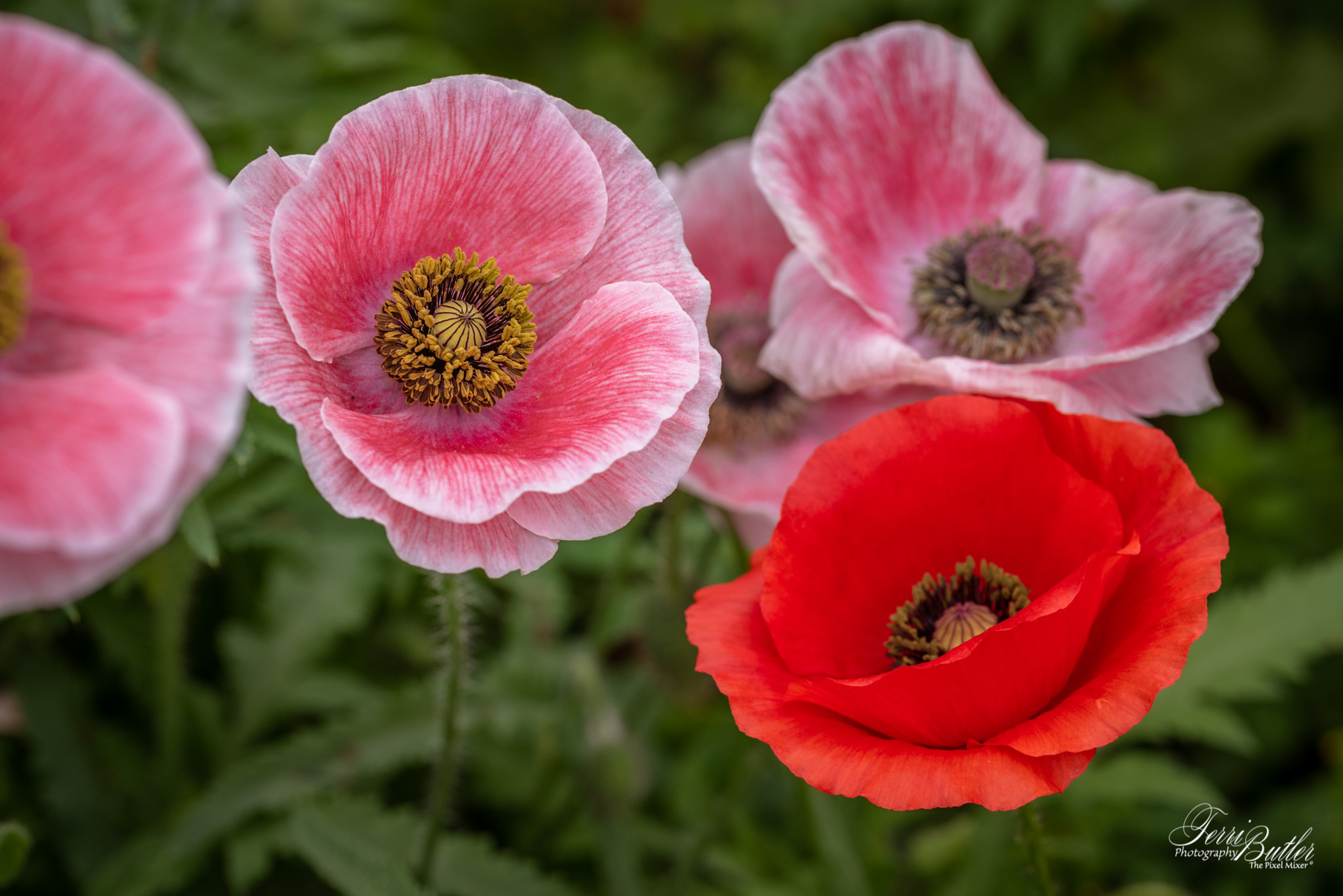 Poppies, Poppies and More Poppies